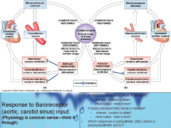  • If blood pressure rises, what is needed? – – Response to Baroreceptor