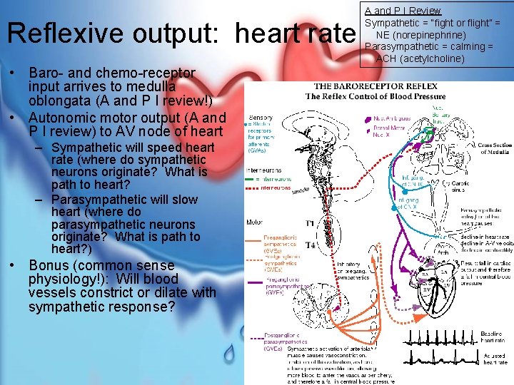 Reflexive output: heart rate • Baro- and chemo-receptor input arrives to medulla oblongata (A