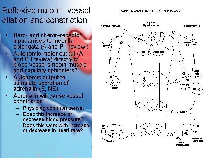 Reflexive output: vessel dilation and constriction • Baro- and chemo-receptor input arrives to medulla