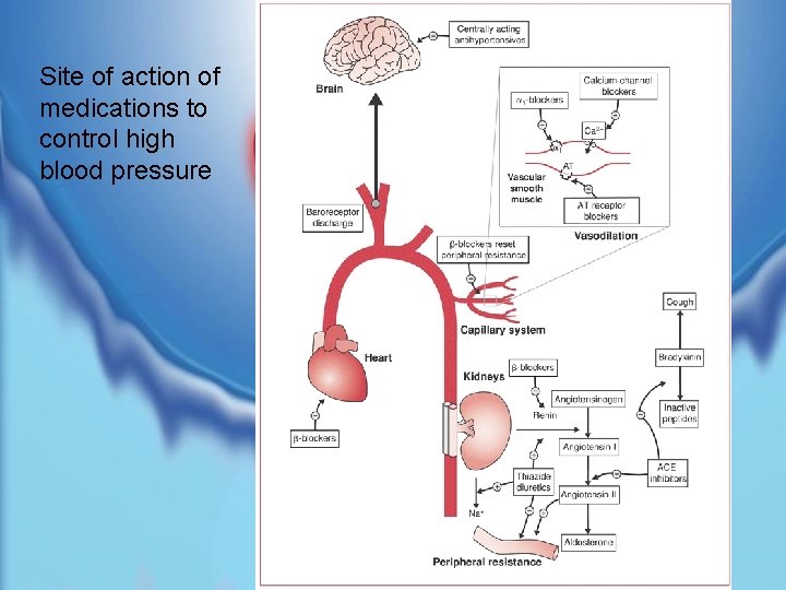 Site of action of medications to control high blood pressure 