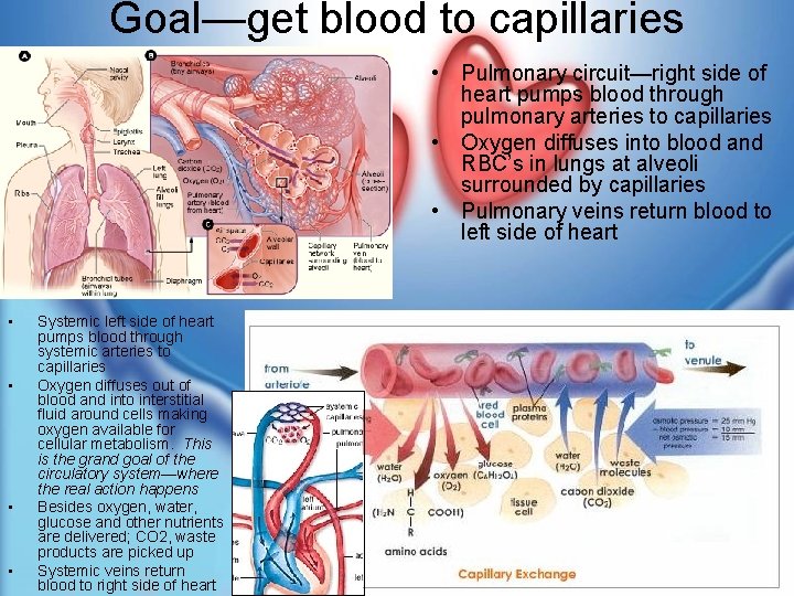 Goal—get blood to capillaries • Pulmonary circuit—right side of heart pumps blood through pulmonary
