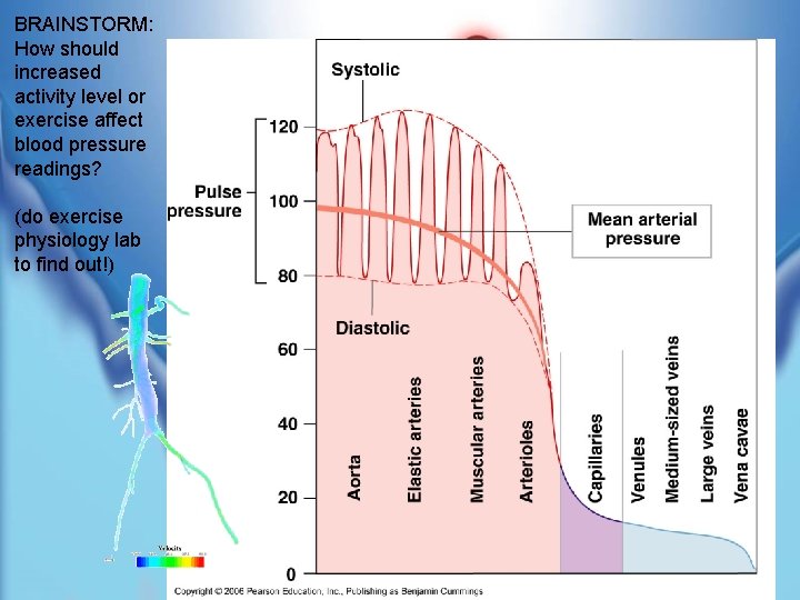 BRAINSTORM: How should increased activity level or exercise affect blood pressure readings? (do exercise