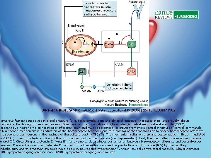 Guyenet Nature Reviews Neuroscience 7, 335– 346 (May 2006) | doi: 10. 1038/nrn 1902