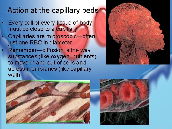 Action at the capillary beds • Every cell of every tissue of body must