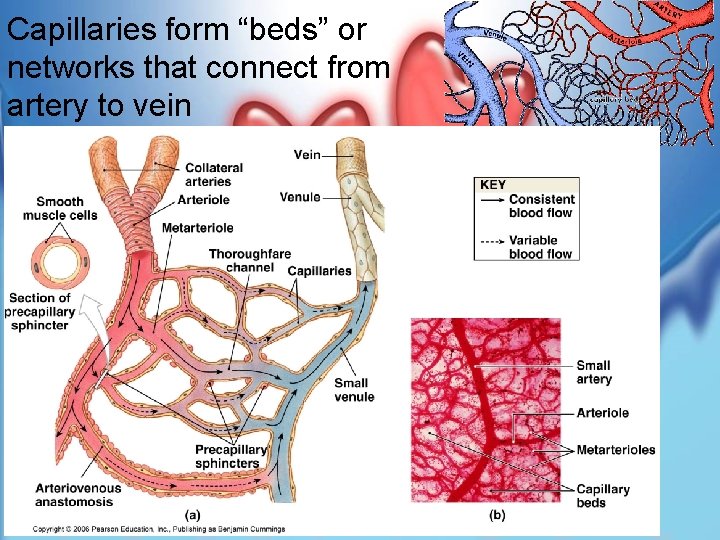 Capillaries form “beds” or networks that connect from artery to vein 