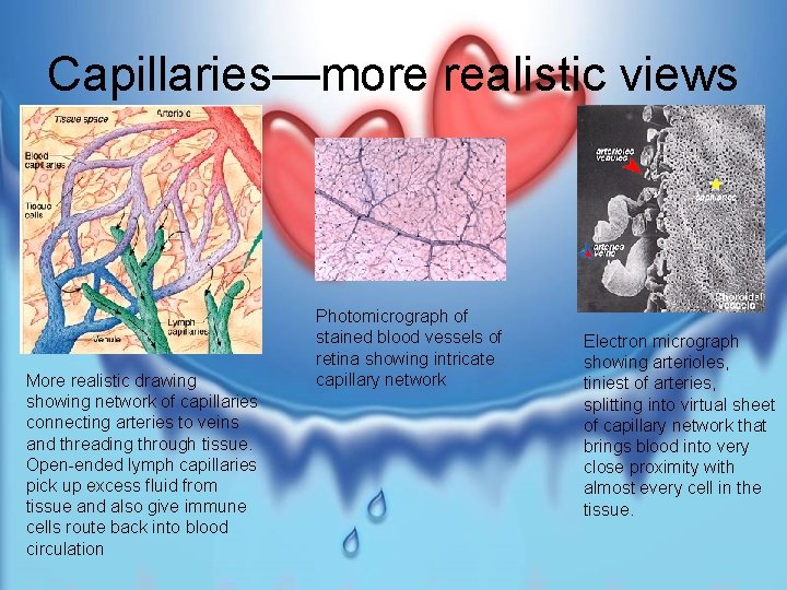 Capillaries—more realistic views More realistic drawing showing network of capillaries connecting arteries to veins