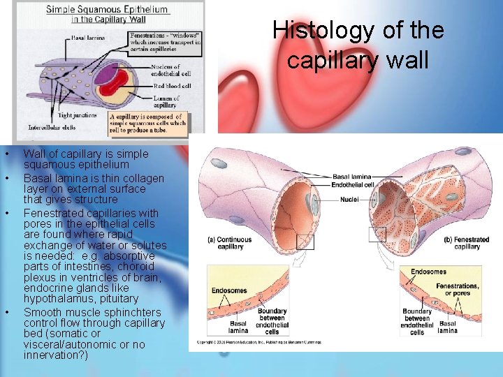 Histology of the capillary wall • • Wall of capillary is simple squamous epithelium