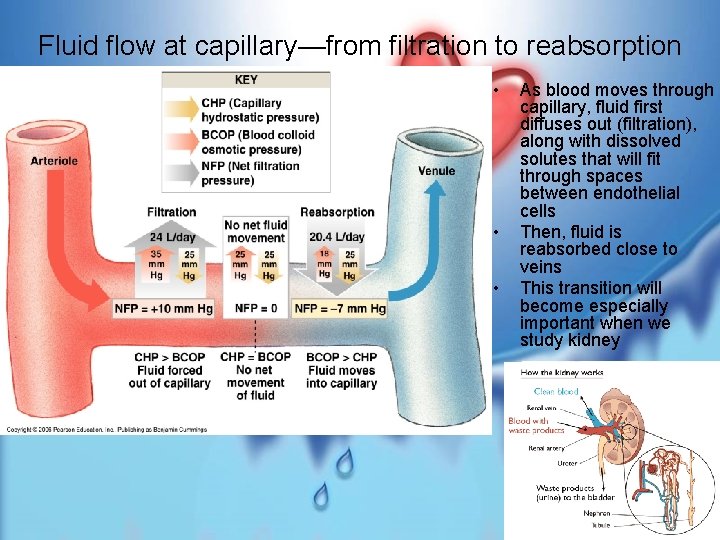 Fluid flow at capillary—from filtration to reabsorption • • • As blood moves through