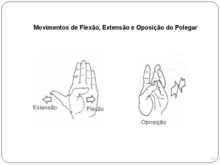 Movimentos de Flexão, Extensão e Oposição do Polegar 19 