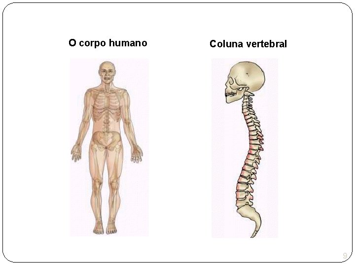 O corpo humano Coluna vertebral 9 