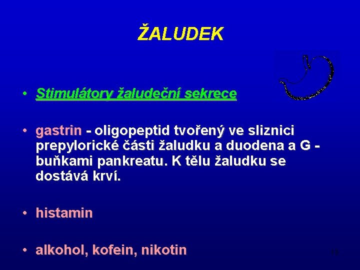 ŽALUDEK • Stimulátory žaludeční sekrece • gastrin - oligopeptid tvořený ve sliznici prepylorické části