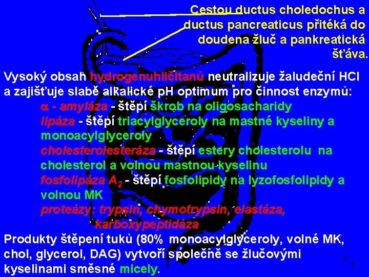 Cestou ductus choledochus a ductus pancreaticus přitéká do doudena žluč a pankreatická šťáva. Vysoký