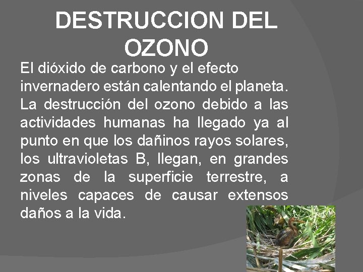 DESTRUCCION DEL OZONO El dióxido de carbono y el efecto invernadero están calentando el