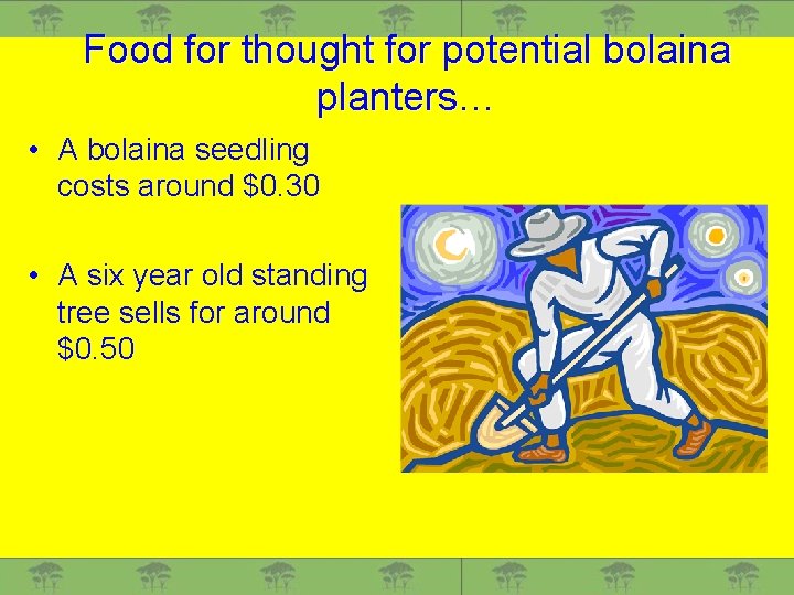 Food for thought for potential bolaina planters… • A bolaina seedling costs around $0.