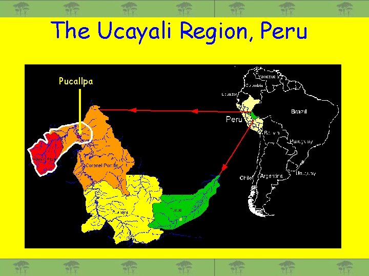 The Ucayali Region, Peru Pucallpa 