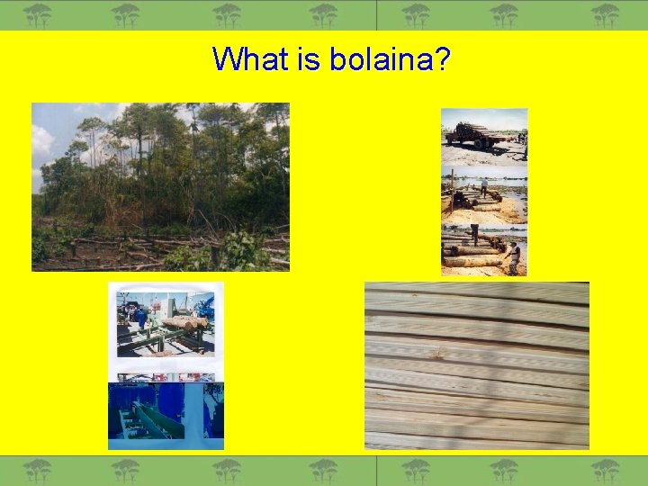 What is bolaina? 