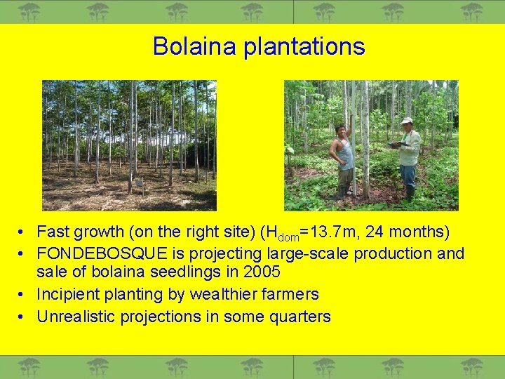 Bolaina plantations • Fast growth (on the right site) (Hdom=13. 7 m, 24 months)