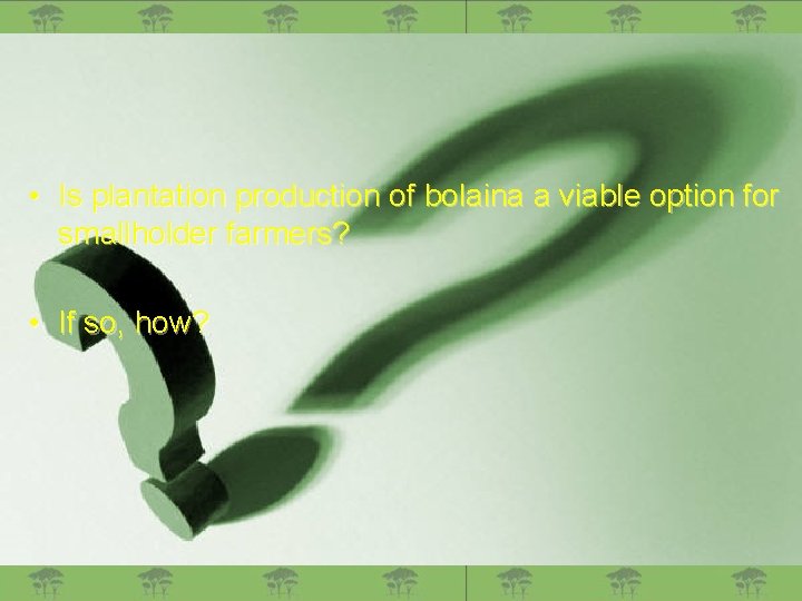  • Is plantation production of bolaina a viable option for smallholder farmers? •