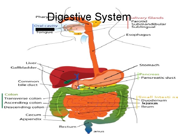 Digestive System 