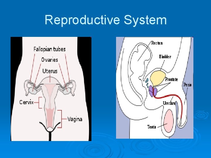 Reproductive System 
