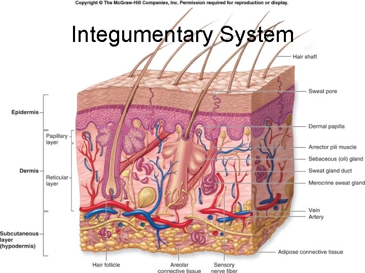 Integumentary System 