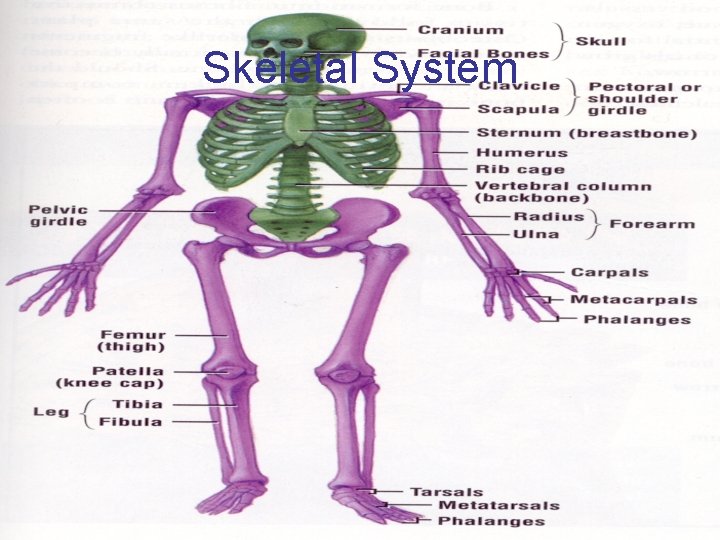 Skeletal System 
