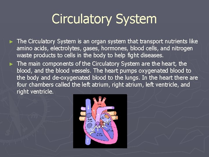 Circulatory System The Circulatory System is an organ system that transport nutrients like amino