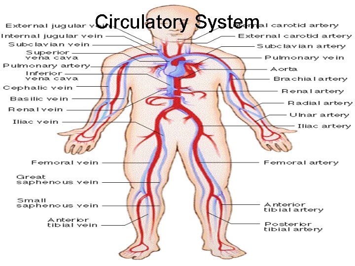 Circulatory System 