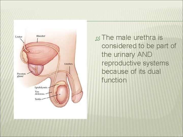  The male urethra is considered to be part of the urinary AND reproductive