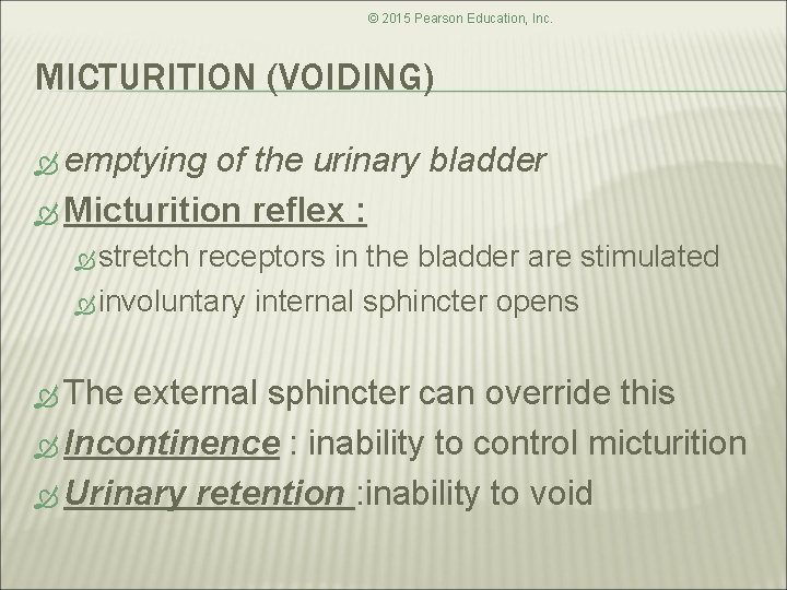 © 2015 Pearson Education, Inc. MICTURITION (VOIDING) emptying of the urinary bladder Micturition reflex © 2015 Pearson Education, Inc. MICTURITION (VOIDING) emptying of the urinary bladder Micturition reflex