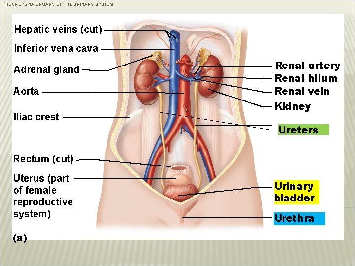 FIGURE 15. 1 A ORGANS OF THE URINARY SYSTEM. Hepatic veins (cut) Inferior vena FIGURE 15. 1 A ORGANS OF THE URINARY SYSTEM. Hepatic veins (cut) Inferior vena