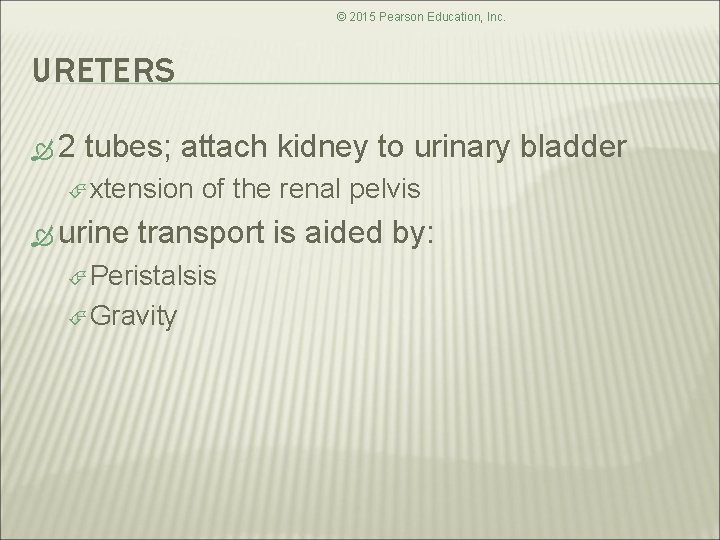 © 2015 Pearson Education, Inc. URETERS 2 tubes; attach kidney to urinary bladder xtension © 2015 Pearson Education, Inc. URETERS 2 tubes; attach kidney to urinary bladder xtension