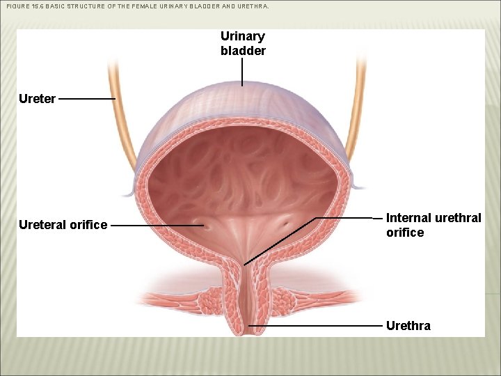 FIGURE 15. 6 BASIC STRUCTURE OF THE FEMALE URINARY BLADDER AND URETHRA. Urinary bladder FIGURE 15. 6 BASIC STRUCTURE OF THE FEMALE URINARY BLADDER AND URETHRA. Urinary bladder