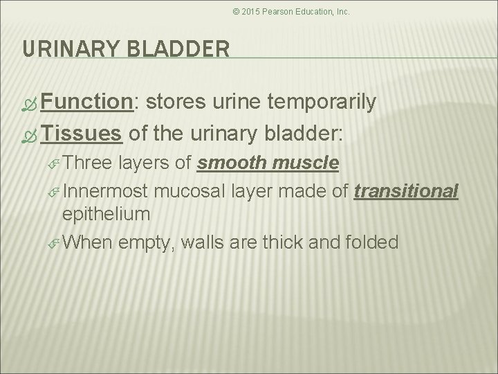 © 2015 Pearson Education, Inc. URINARY BLADDER Function: stores urine temporarily Tissues of the