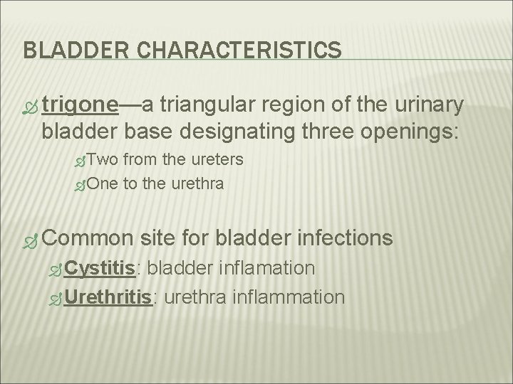 BLADDER CHARACTERISTICS trigone—a triangular region of the urinary bladder base designating three openings: Two BLADDER CHARACTERISTICS trigone—a triangular region of the urinary bladder base designating three openings: Two