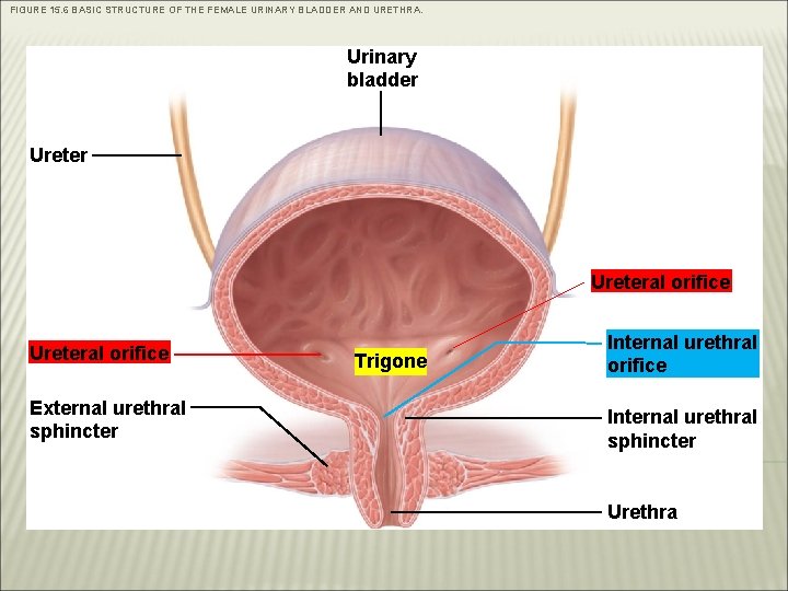 FIGURE 15. 6 BASIC STRUCTURE OF THE FEMALE URINARY BLADDER AND URETHRA. Urinary bladder