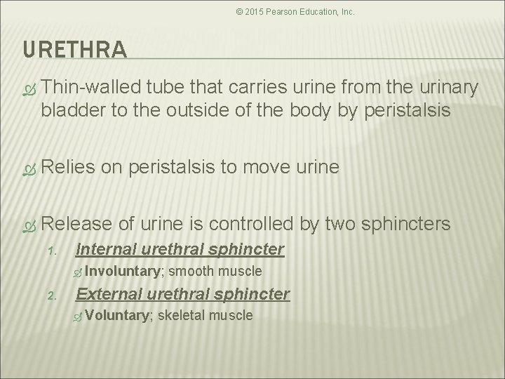 © 2015 Pearson Education, Inc. URETHRA Thin-walled tube that carries urine from the urinary