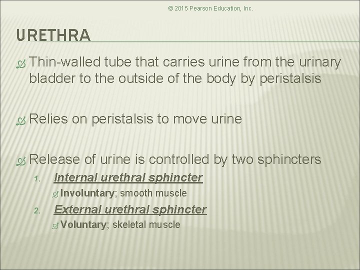 © 2015 Pearson Education, Inc. URETHRA Thin-walled tube that carries urine from the urinary © 2015 Pearson Education, Inc. URETHRA Thin-walled tube that carries urine from the urinary