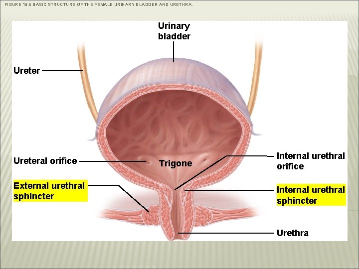 FIGURE 15. 6 BASIC STRUCTURE OF THE FEMALE URINARY BLADDER AND URETHRA. Urinary bladder