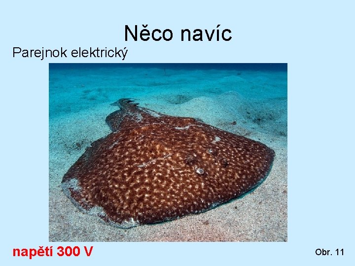 Něco navíc Parejnok elektrický napětí 300 V Obr. 11 