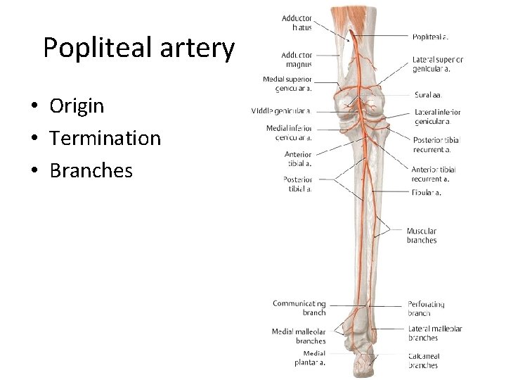 Popliteal artery • Origin • Termination • Branches 