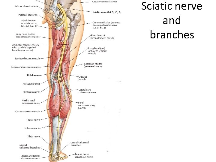 Sciatic nerve and branches 