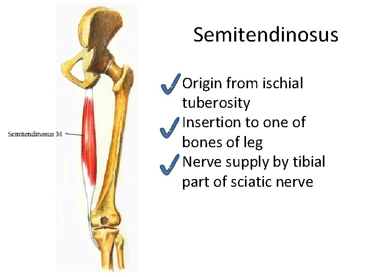 Semitendinosus c c c Origin from ischial tuberosity Insertion to one of bones of