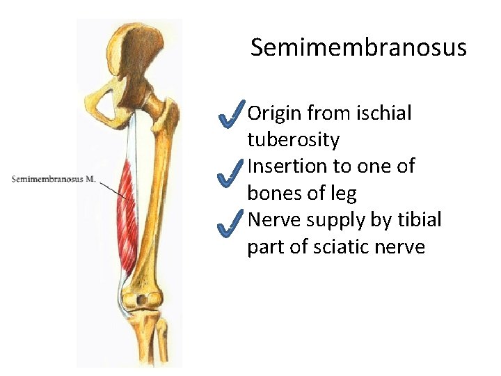 Semimembranosus c c c Origin from ischial tuberosity Insertion to one of bones of