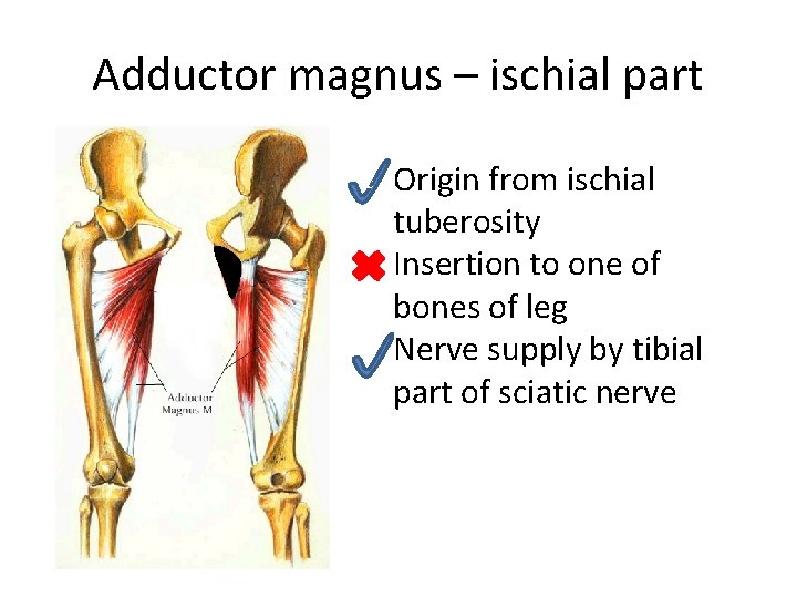 Adductor magnus – ischial part c Origin from ischial tuberosity Insertion to one of