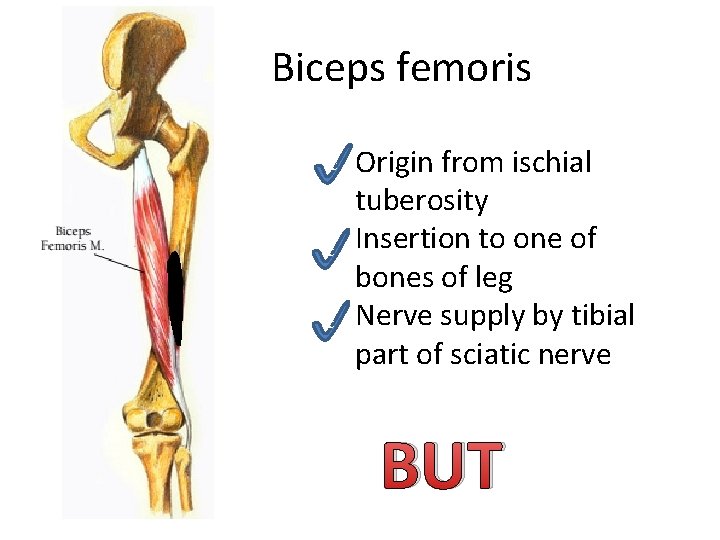 Biceps femoris c c c Origin from ischial tuberosity Insertion to one of bones