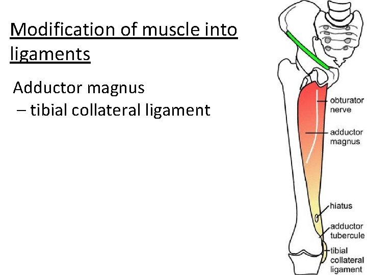 Modification of muscle into ligaments Adductor magnus – tibial collateral ligament 