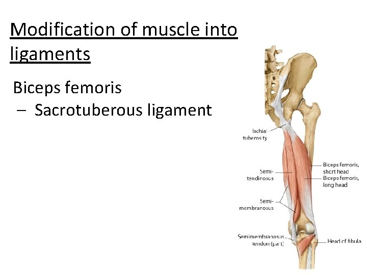 Modification of muscle into ligaments Biceps femoris – Sacrotuberous ligament 