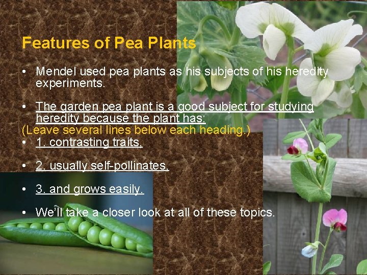 Features of Pea Plants • Mendel used pea plants as his subjects of his