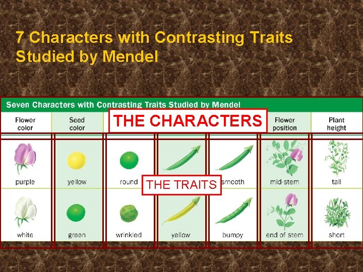 7 Characters with Contrasting Traits Studied by Mendel THE CHARACTERS THE TRAITS 